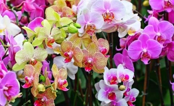 Các loại lan Hồ Điệp hot nhất hiện nay