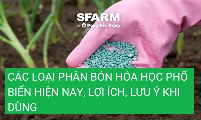 Các loại phân bón hóa học phổ biến hiện nay, lợi ích, lưu ý khi dùng