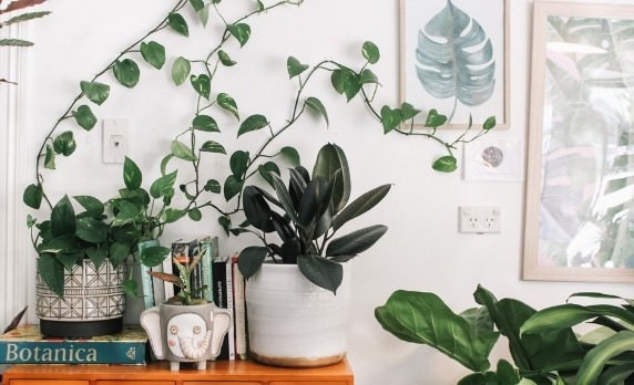 Tổng hợp về các loại trầu bà phổ biến nhất hiện nay