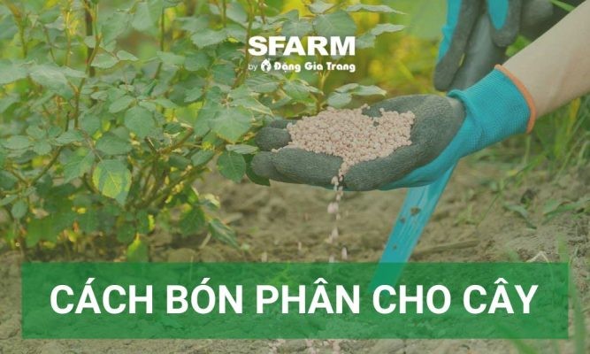 Cách bón phân cho cây hiệu quả, tăng năng suất rõ rệt