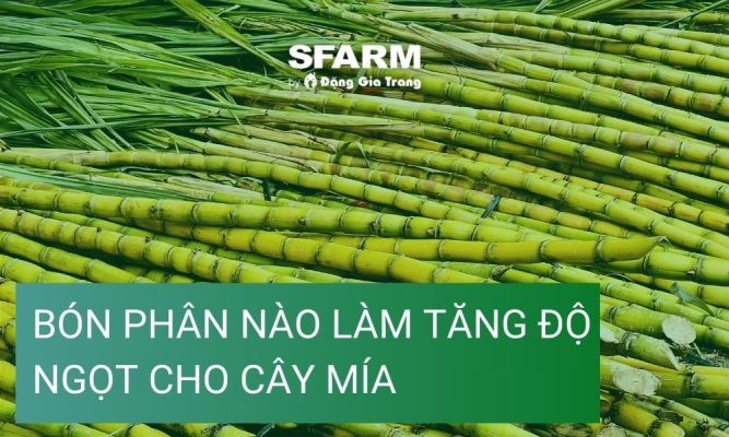 Bón phân nào làm tăng độ ngọt cho cây mía trước thu hoạch
