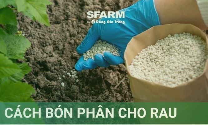 Cách bón phân cho rau sạch đơn giản, hiệu quả tại nhà