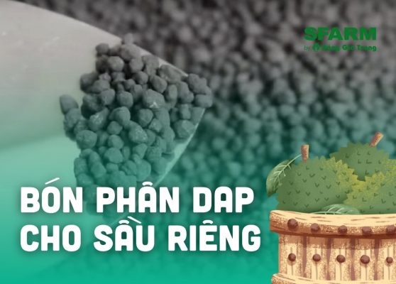 Cách bón phân DAP cho sầu riêng đúng kỹ thuật, hiệu quả