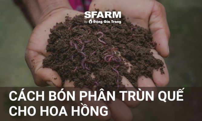 Cách bón phân trùn quế cho hoa hồng đúng kỹ thuật, hoa đẹp to