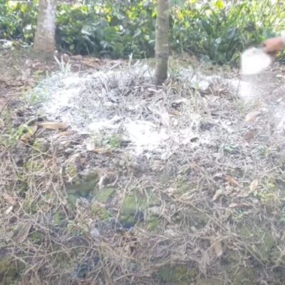 Cách bón vôi cho sầu riêng và 4 lưu ý quan trọng