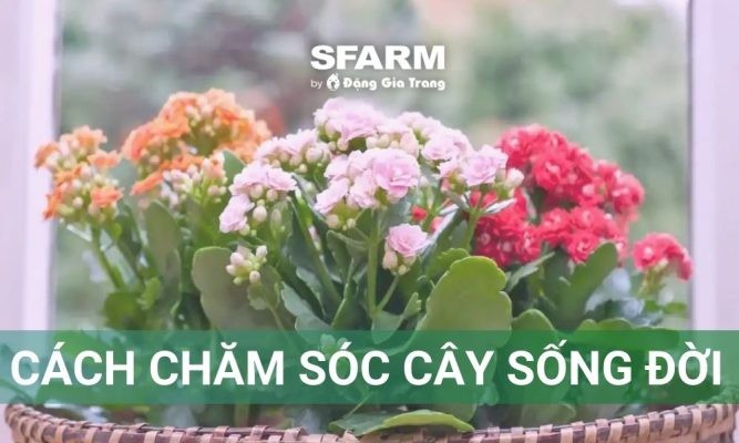 Cách chăm sóc cây sống đời sai hoa, lâu tàn, dễ trồng tại nhà