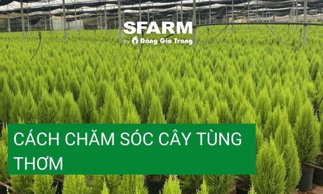 Hướng dẫn cách chăm sóc cây tùng thơm xanh tốt, đúng kỹ thuật