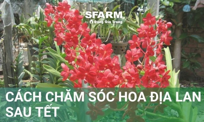 Cách chăm sóc hoa địa lan sau Tết nở đẹp, đơn giản, dễ làm