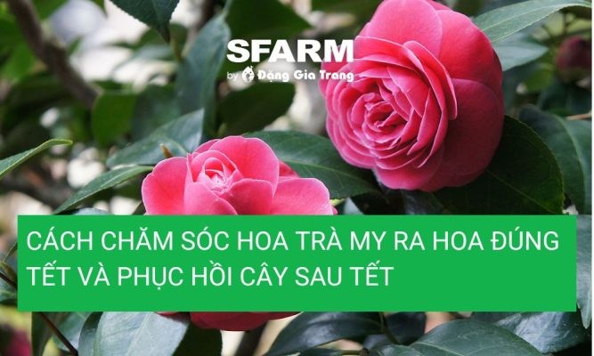 Cách chăm sóc hoa trà my ra hoa đúng tết và phục hồi cây sau tết