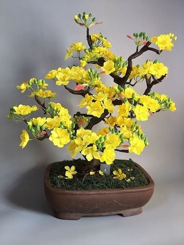 Đất trồng mai - Những bí quyết vàng để có một cây mai đẹp và bền