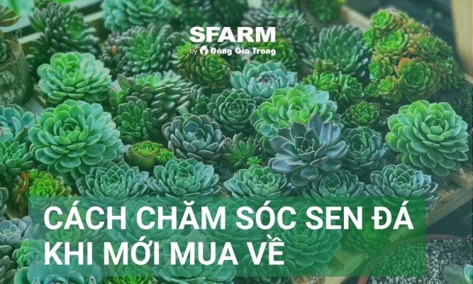 Cách chăm sóc sen đá khi mới mua về chi tiết, cây không úng, nhanh lớn