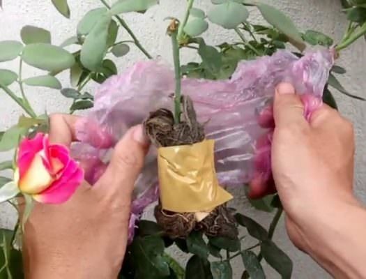 Cách chiết cành hoa hồng “bách chiến bách thắng”
