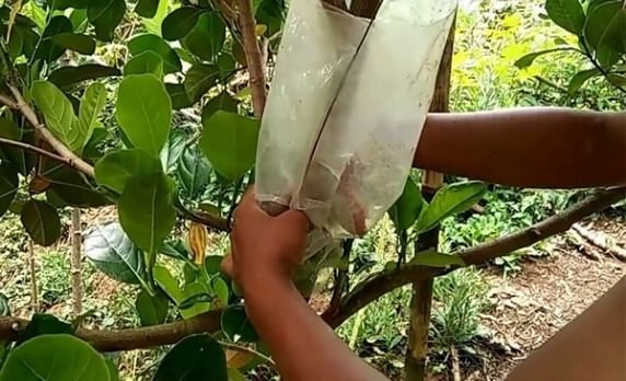 Cách chiết cành mít đầy đủ nhất cho người mới