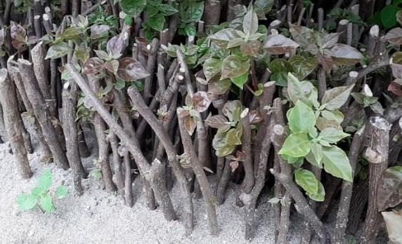 Cách giâm cành hoa giấy đơn giản cho ra rễ tua tủa