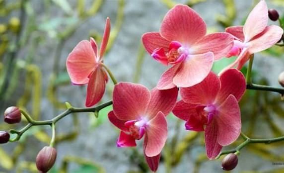 Cách kích thích lan ra hoa Tết 2025 đơn giản và hiệu quả