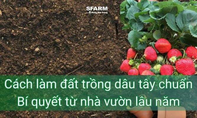 Cách làm đất trồng dâu tây chuẩn – Bí quyết từ nhà vườn lâu năm