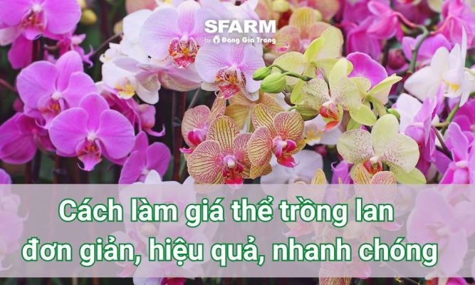 Cách làm giá thể trồng lan đơn giản, hiệu quả, nhanh chóng
