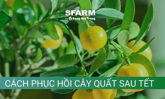 Mách bạn cách phục hồi cây quất sau tết, ra hoa đúng dịp tết