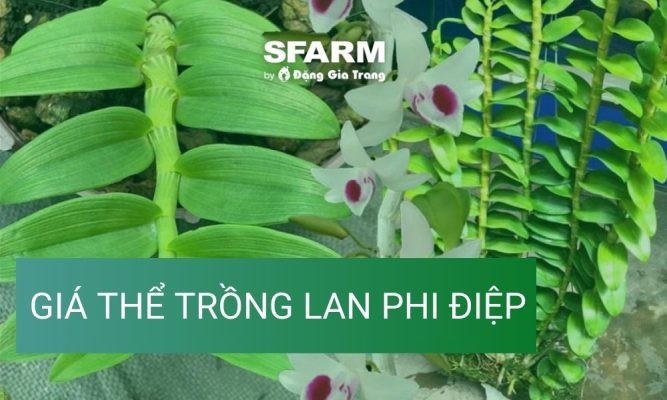 Cách sử dụng giá thể trồng lan phi điệp