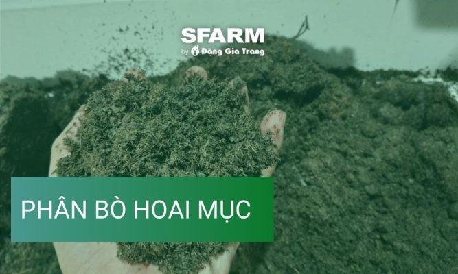 Cách sử dụng phân bò hoai mục đạt năng suất tốt