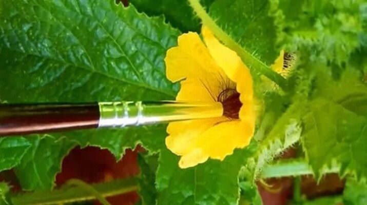 Tổng hợp cách thụ phấn cho cây trồng
