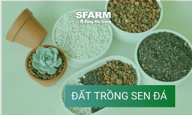 Cách trộn đất trồng sen đá đúng kỹ thuật, chuẩn chuyên gia