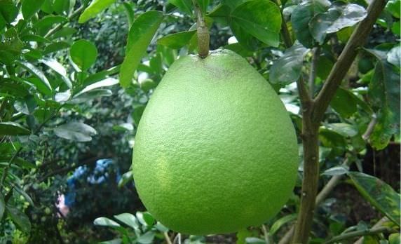 Kỹ thuật trồng & chăm sóc bưởi da xanh chuẩn chuyên gia