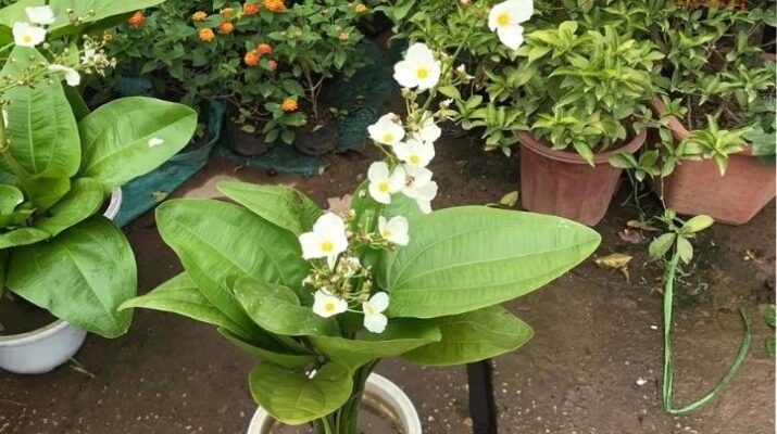 Trồng và chăm sóc cây bách thủy tiên đúng cách mang tài lộc