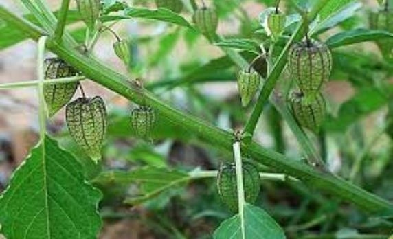 Cây thù lù – Công dụng & 2 cách trồng chi tiết nhất từ chuyên gia