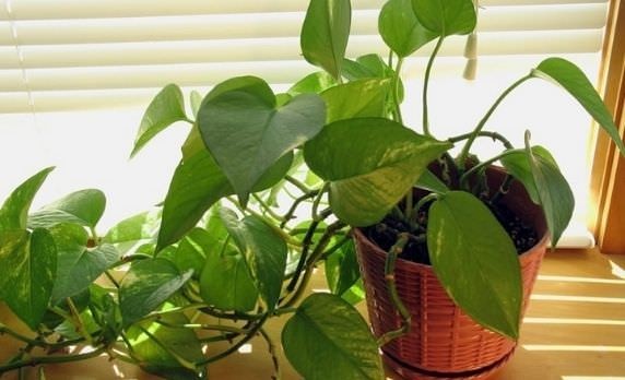 Cách trồng cây trầu bà đơn giản tại nhà