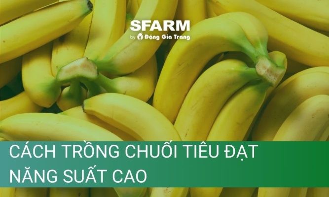 Hướng dẫn cách trồng chuối tiêu đạt năng suất cao chuẩn chuyên gia