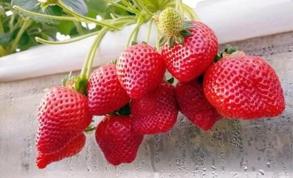 5 bước trồng dâu tây bằng hạt trong thùng xốp