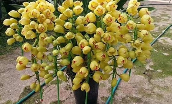 Cách trồng và chăm sóc Địa Lan Sato đầy đủ nhất