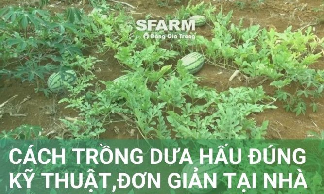 Cách trồng dưa hấu đúng kỹ thuật, đơn giản tại nhà, sai quả ngon ngọt
