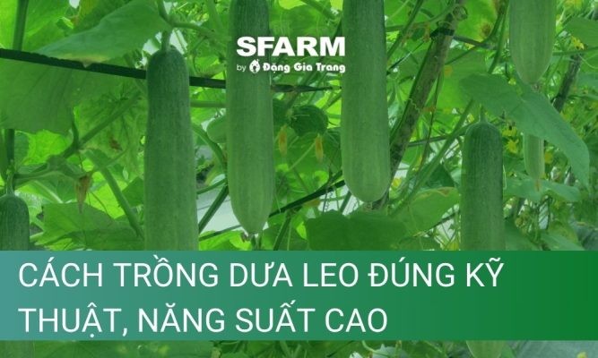 Cách trồng dưa leo đúng kỹ thuật, năng suất cao chi tiết, đơn giản