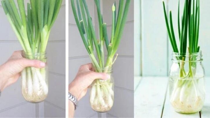 Hướng dẫn cách trồng hành lá bằng nước tại nhà siêu dễ