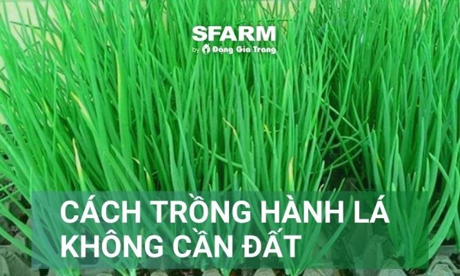Cách trồng hành lá không cần đất siêu đơn giản tại nhà