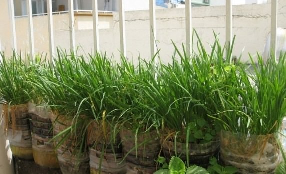 Cách trồng Hẹ đơn giản – hiệu quả – nhanh thu hoạch