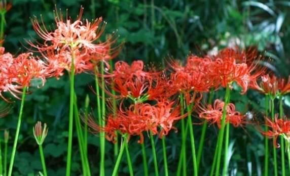 Hoa bỉ ngạn – Công dụng, cách trồng & chăm sóc cho hoa nở đẹp