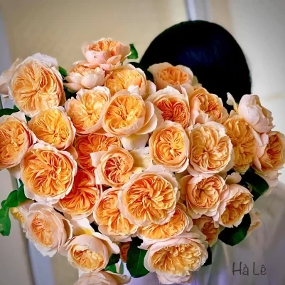 Từ A-Z Cách Trồng Và Chăm Sóc Hoa Hồng Juliet Triệu Đô