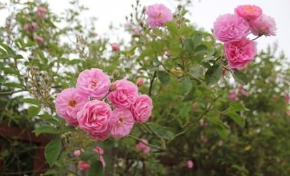 Cách trồng hoa hồng leo tường vi chuẩn chuyên gia