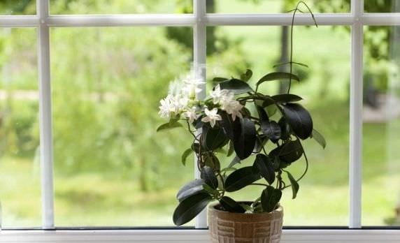Cách trồng hoa nhài trong chậu tươi tốt quanh năm