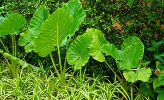 Kỹ thuật trồng khoai môn to ngon năng suất vượt trội