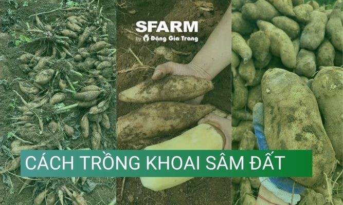 Cách trồng khoai sâm đất chuẩn chuyên gia, năng suất cao