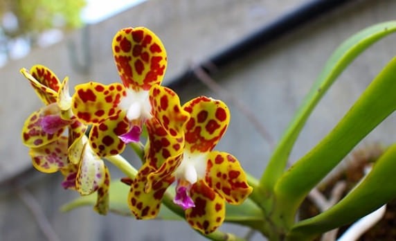 Lan cẩm báo – Nguồn gốc, cách trồng và chăm sóc đầy đủ nhất