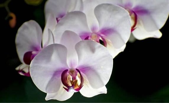 Cách trồng lan hồ điệp chuẩn chuyên gia