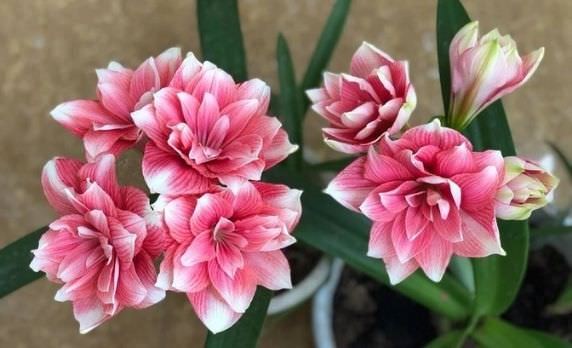 Hướng dẫn trồng và chăm sóc cây hoa lan huệ tại nhà