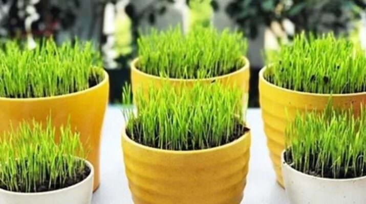 Cách trồng lúa cảnh trang trí siêu đẹp
