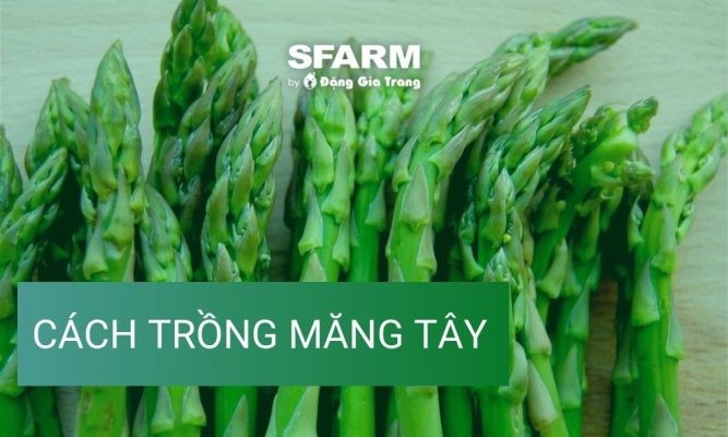Trồng măng tây tại nhà tại sao không ???