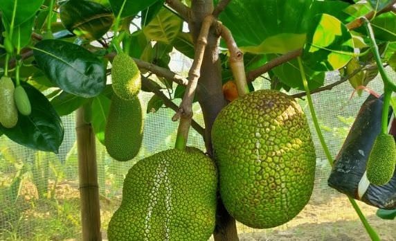 Kỹ thuật trồng mít Thái sớm thu hoạch năng suất cao